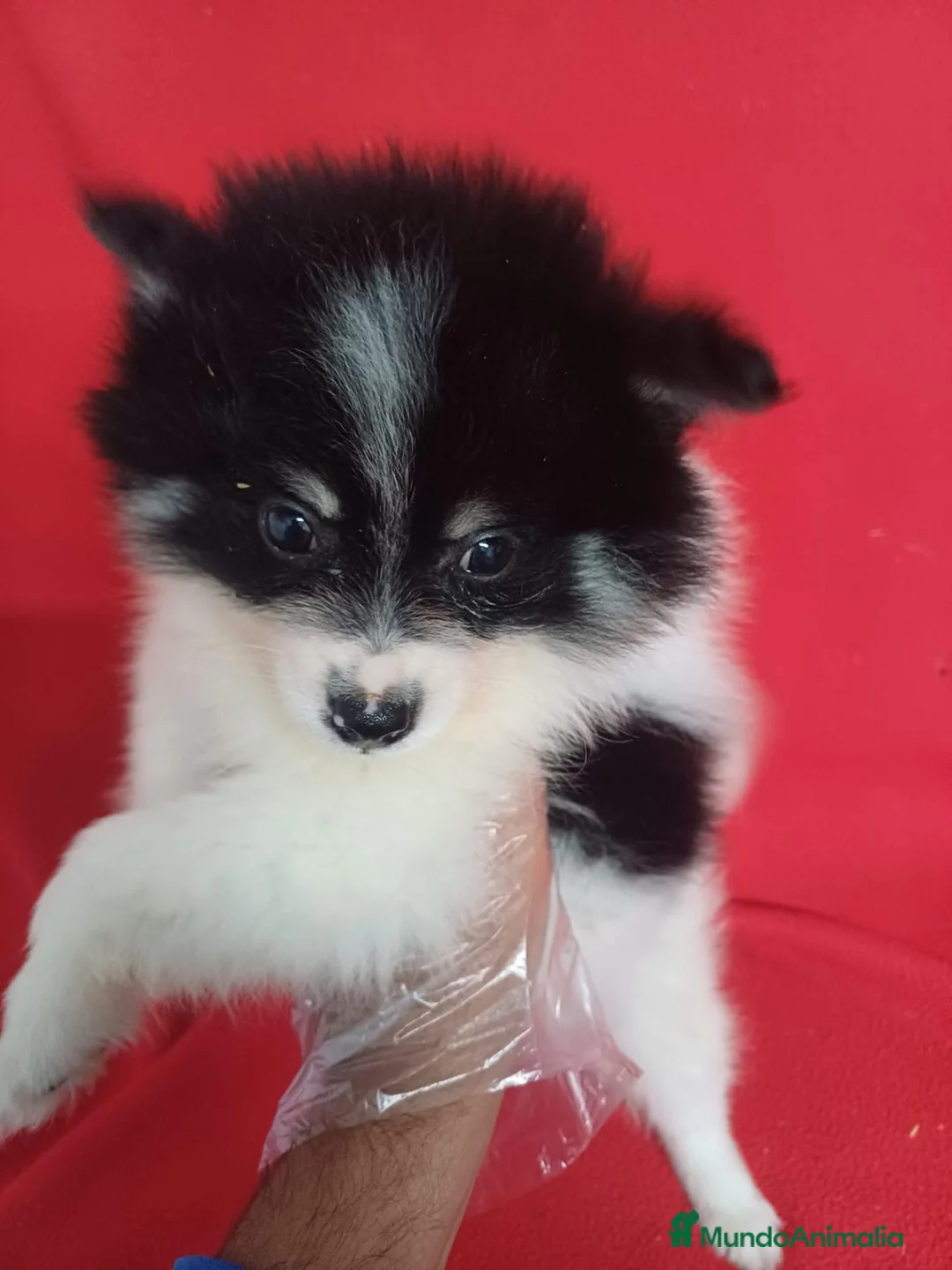 Pomerania perros en venta: Pomerania Panda  - Anuncio 1