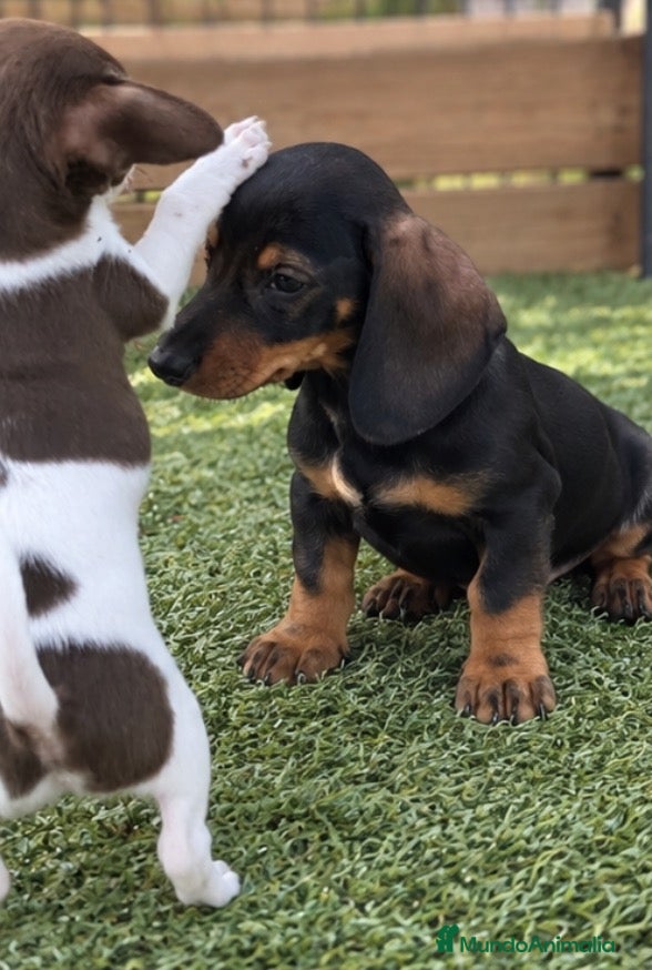 Teckel Miniatura perros Cachorros teckel miniatura - Anuncio 2