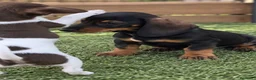 Teckel Miniatura perros en venta: Cachorros teckel miniatura - Anuncio 1