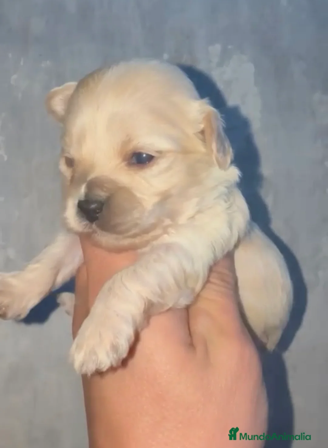 Maltipoo perros en venta: Disponibles preciosos Maltipoo  en Cádiz - Anuncio 3