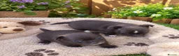 Chihuahua perros en venta: OPORTUNIDAD PRECIOSA PAREJA  - Anuncio 3