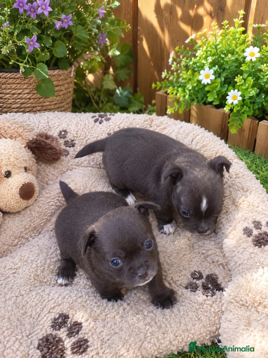 Chihuahua perros en venta: OPORTUNIDAD PRECIOSA PAREJA  - Anuncio 3