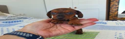Teckel Miniatura perros en venta: Teckel miniatura  - Anuncio 1