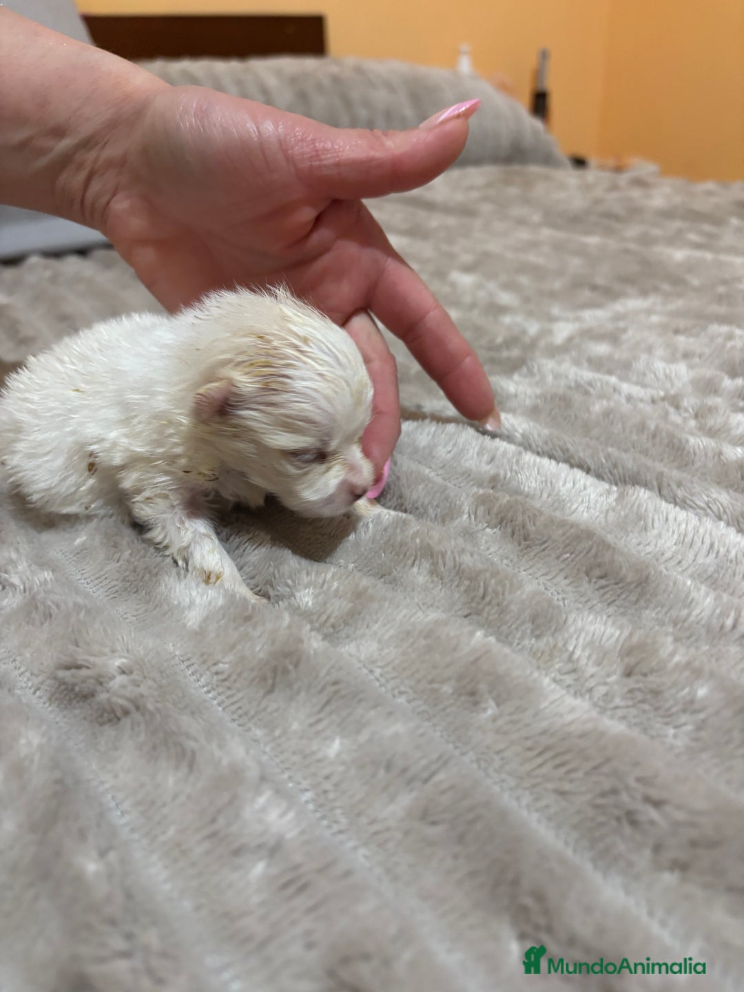 Pomerania perros en venta: Lulu Pomerania Toy party naranja hembra  - Anuncio 3