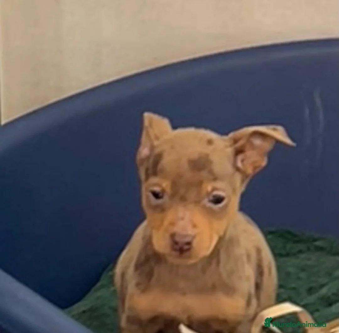 Pinscher Miniatura perros en venta: Caraby Harlequin Pinscher Benidorm  en Alicante - Anuncio 7