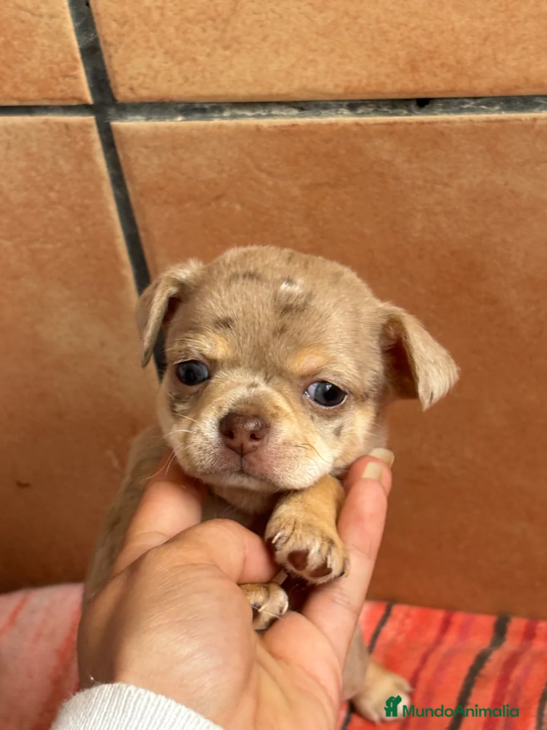 Chihuahua perros en venta: Chihuahua merle hembra🩷🐶🐾 - Anuncio 2