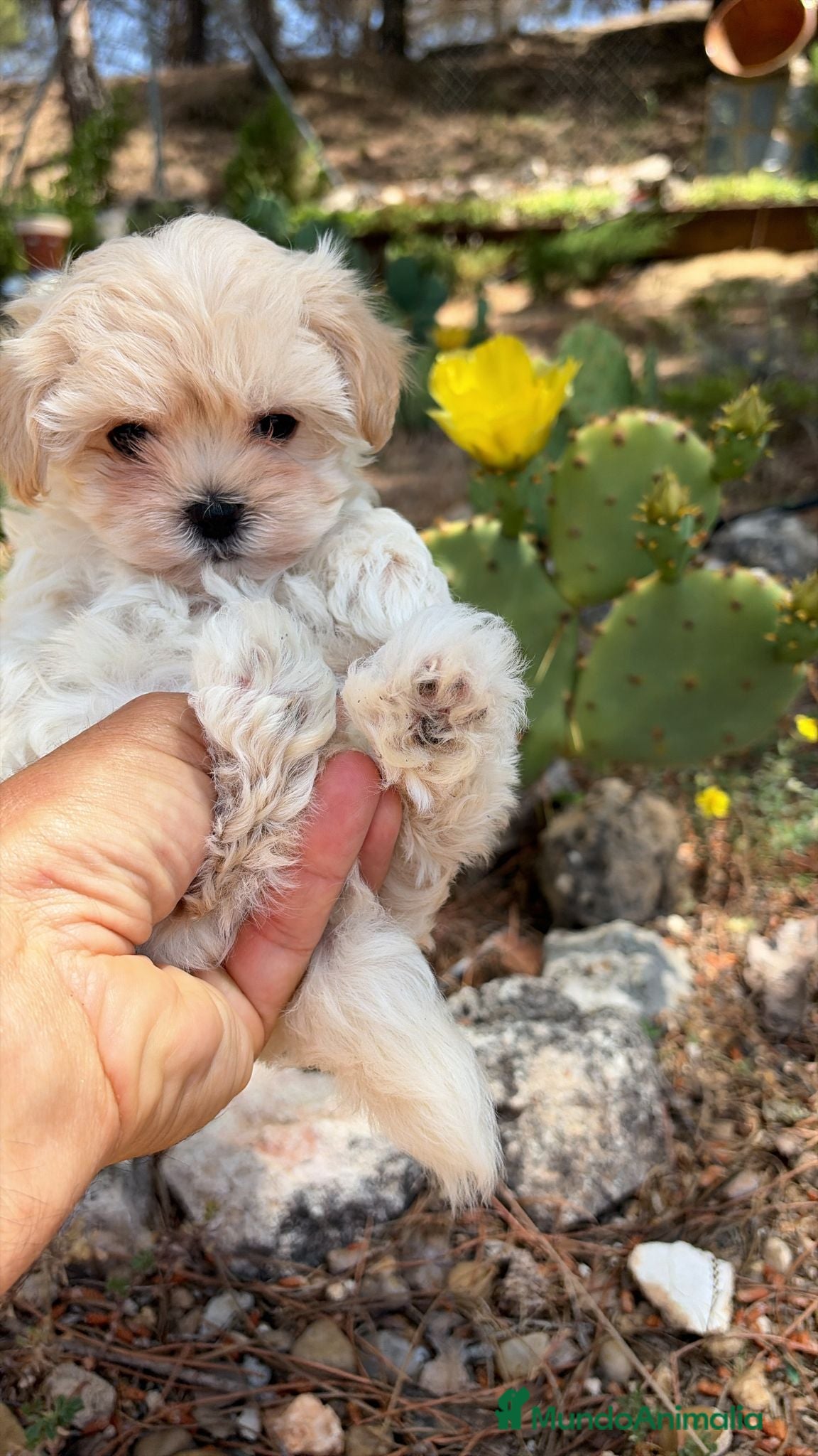Maltipoo perros Maltipoo hembra TOY - Anuncio 3