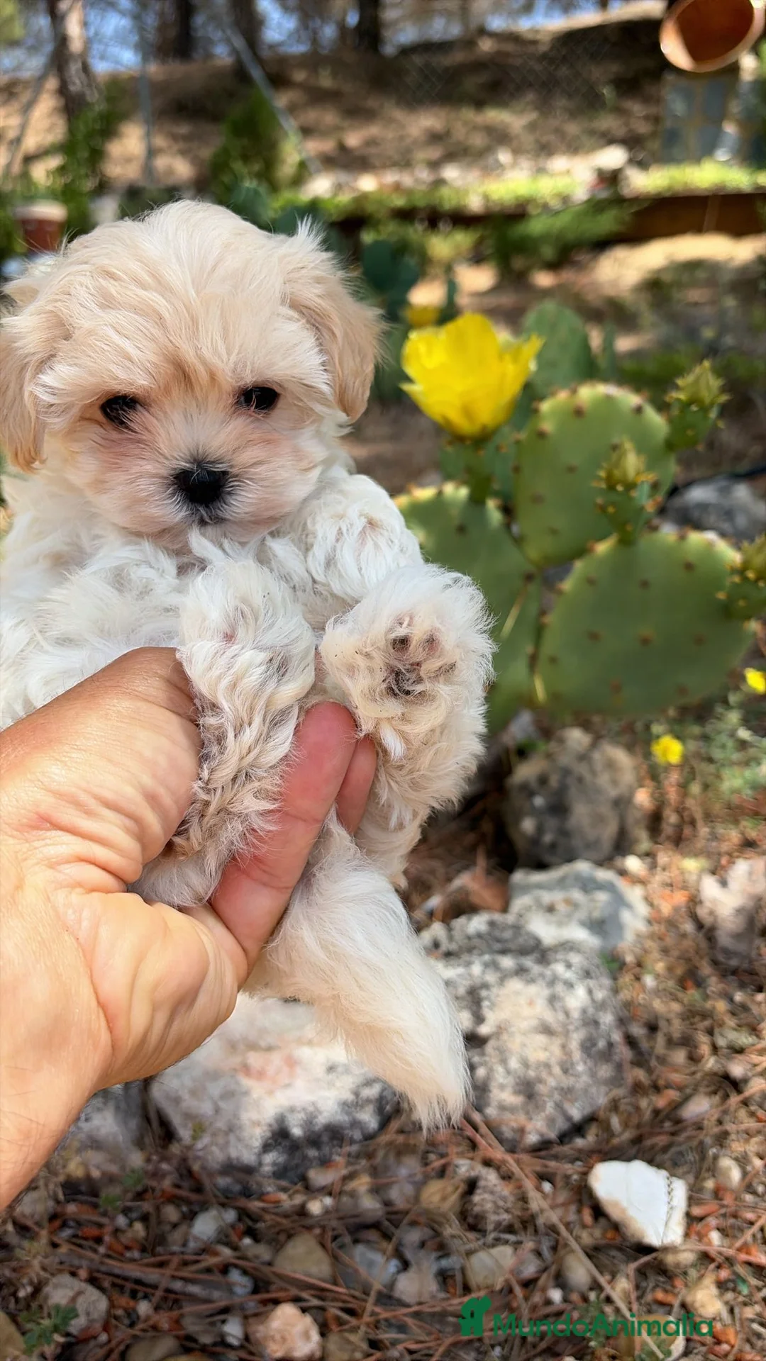 Maltipoo perros en venta: Maltipoo hembra TOY - Anuncio 1