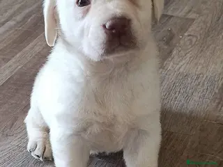 Labrador Retriever perros Último labrador retriever dorado disponible!!🐾🐶 - Anuncio 2