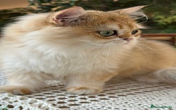 Británico de Pelo Largo gatos en venta: Precioso gatito Británico  - Imagen 2