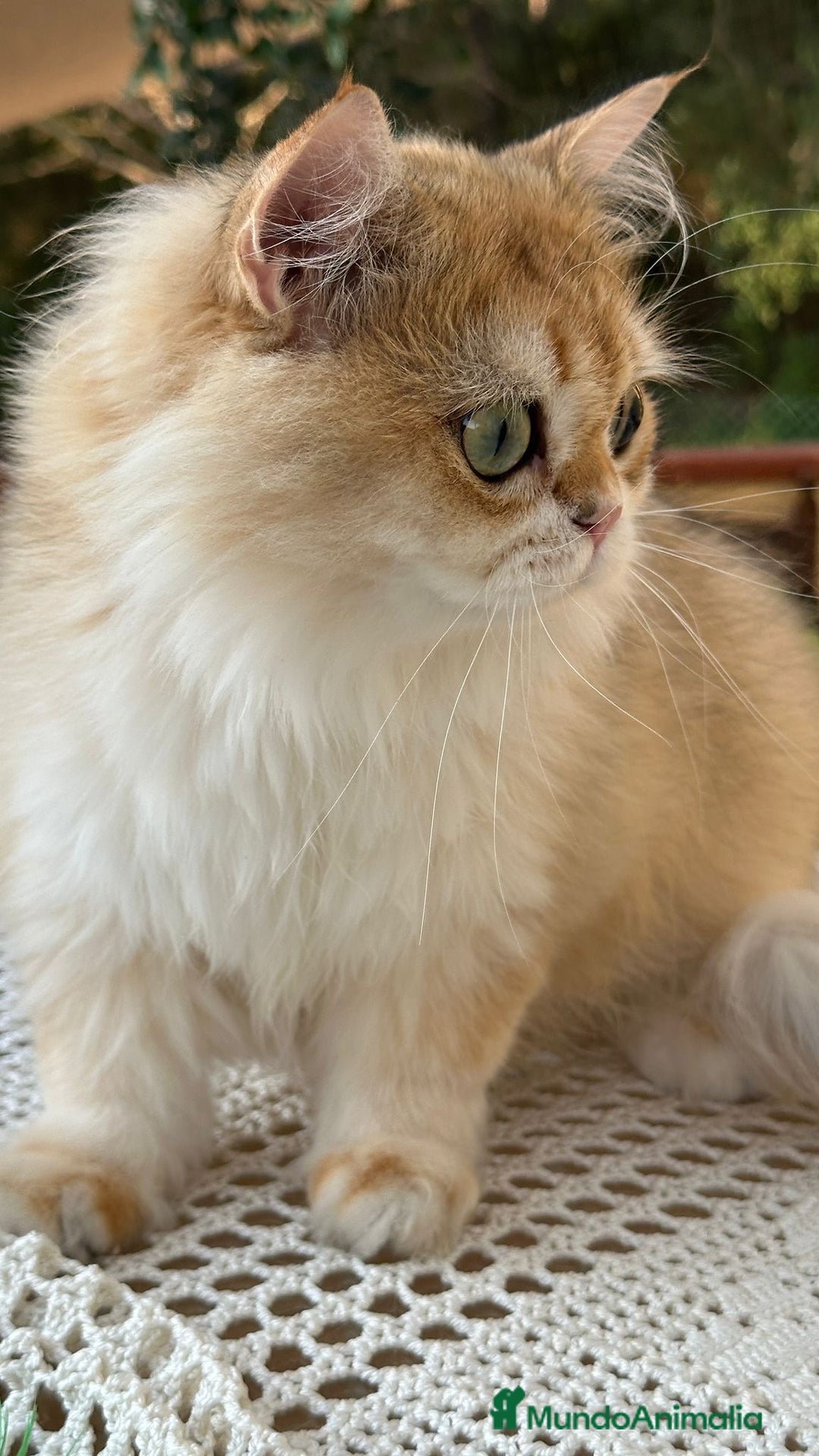Británico de Pelo Largo gatos en venta: Precioso gatito Británico  - Imagen 2
