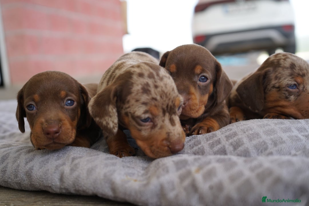 Teckel perros en venta: 🌟 Frisco, Calypso, Pau y Sunny 🐾Mini Teckels 🍫✨ - Imagen 2