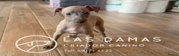 Pequeño Lebrel Italiano perros en venta: Galgo lebrel italiano - Anuncio 5