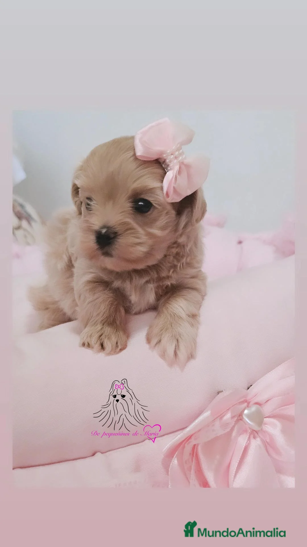 Maltipoo perros en venta: MALTIPOO MINIATURA ASIÁTICO  - Anuncio 2