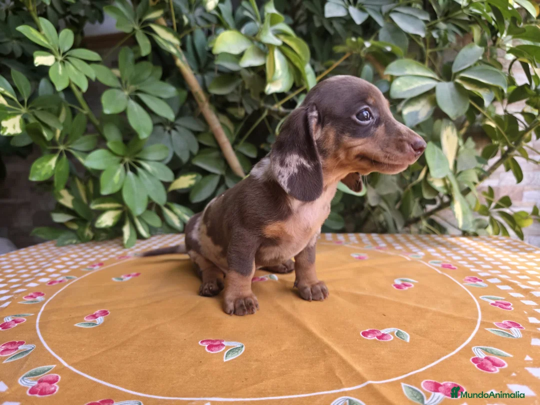 Teckel Miniatura perros en venta: TECKEL MINIATURA ARLEQUIN - Anuncio 1