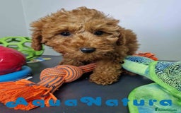 Caniche Enano perros en venta: Caniche Hembra DCD 5774 AQUANATURA - Imagen 2