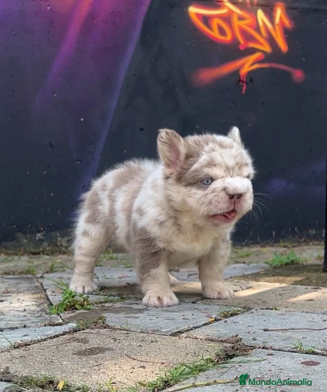 Bulldog Francés perros en venta: Exóticos bulldog francés !  - Anuncio 5