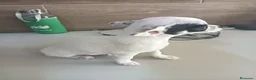 Chihuahua perros en venta: Chihuahua toy  - Anuncio 10