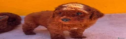 Caniche Toy perros en venta: Hembras de caniche toy - Anuncio 2