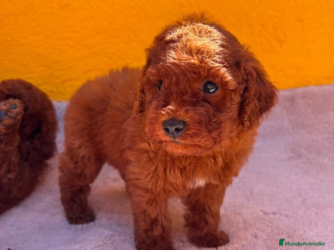Caniche Toy perros en venta: Hembras de caniche toy - Anuncio 2