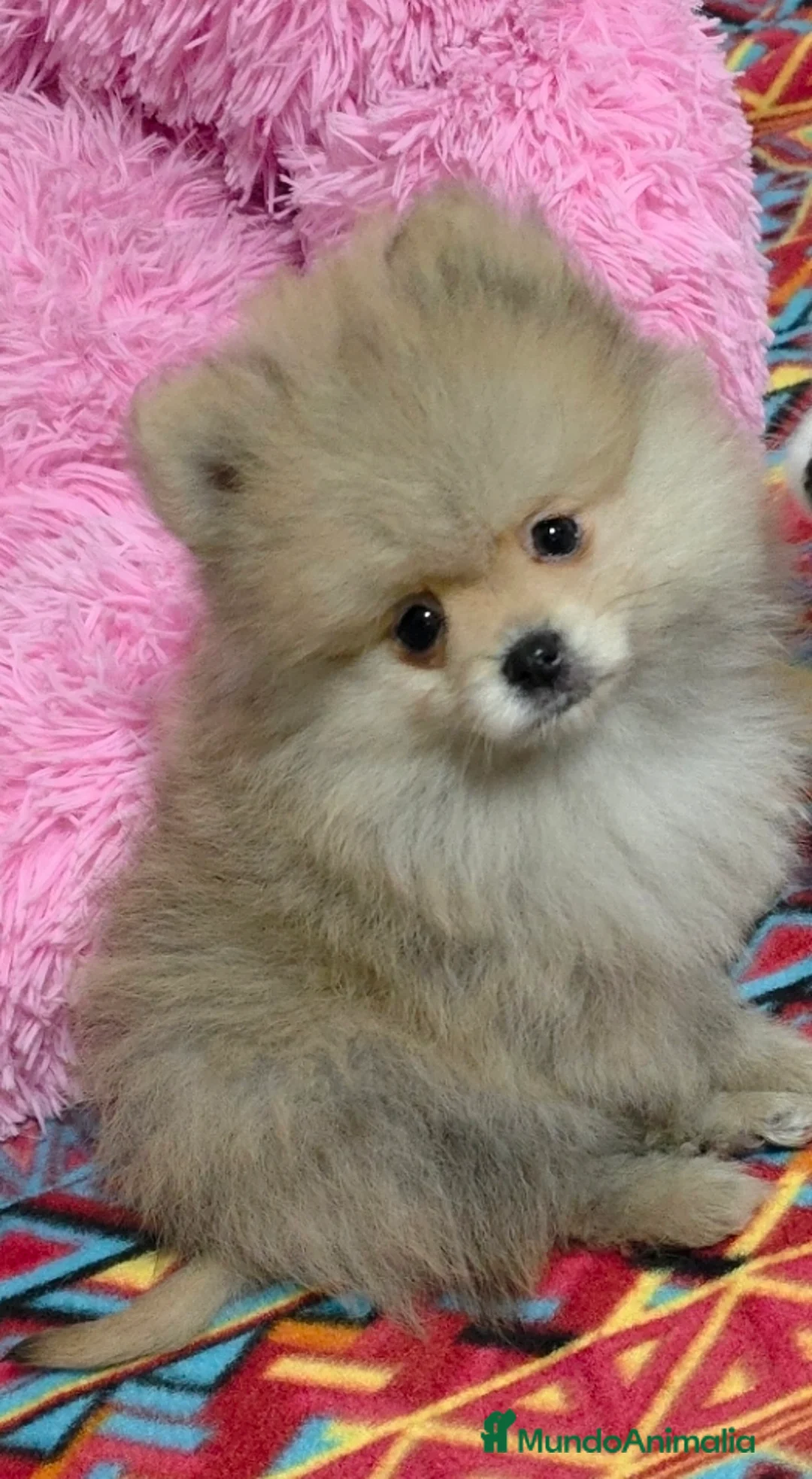 Pomerania perros en venta: Lulus pomerania  - Anuncio 1
