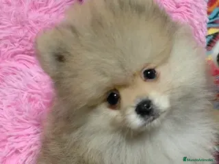 Pomerania perros Lulus pomerania - Anuncio 1