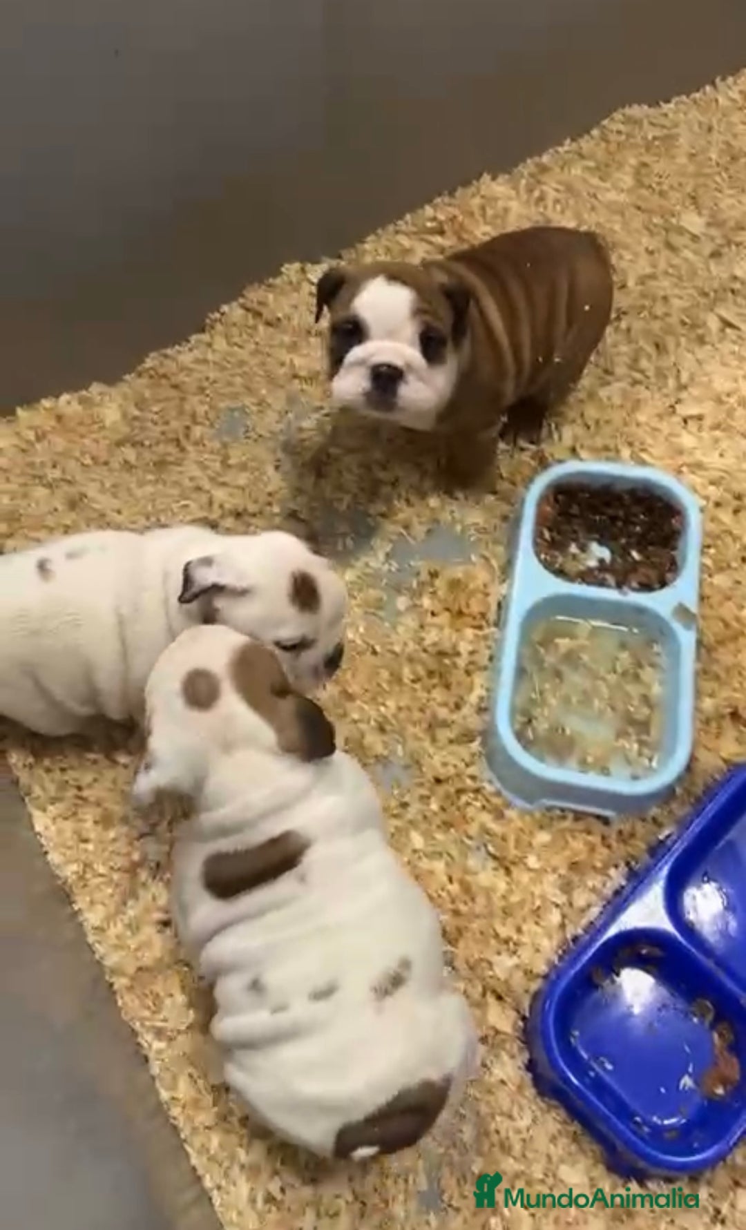 Bulldog Inglés perros en venta: CAMADA DE BULLDOG INGLÉS PRECIOSOS - Anuncio 1
