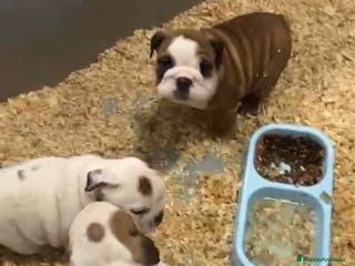 Bulldog Inglés perros CAMADA DE BULLDOG INGLÉS PRECIOSOS - Anuncio 3