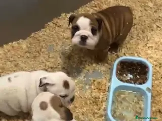 Bulldog Inglés perros CAMADA DE BULLDOG INGLÉS PRECIOSOS - Anuncio 6