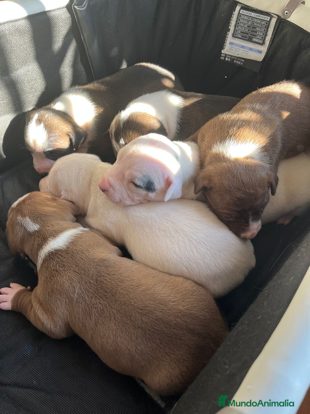 American Staffordshire-Terrier perros en venta: Americana stanfford  - Anuncio 2