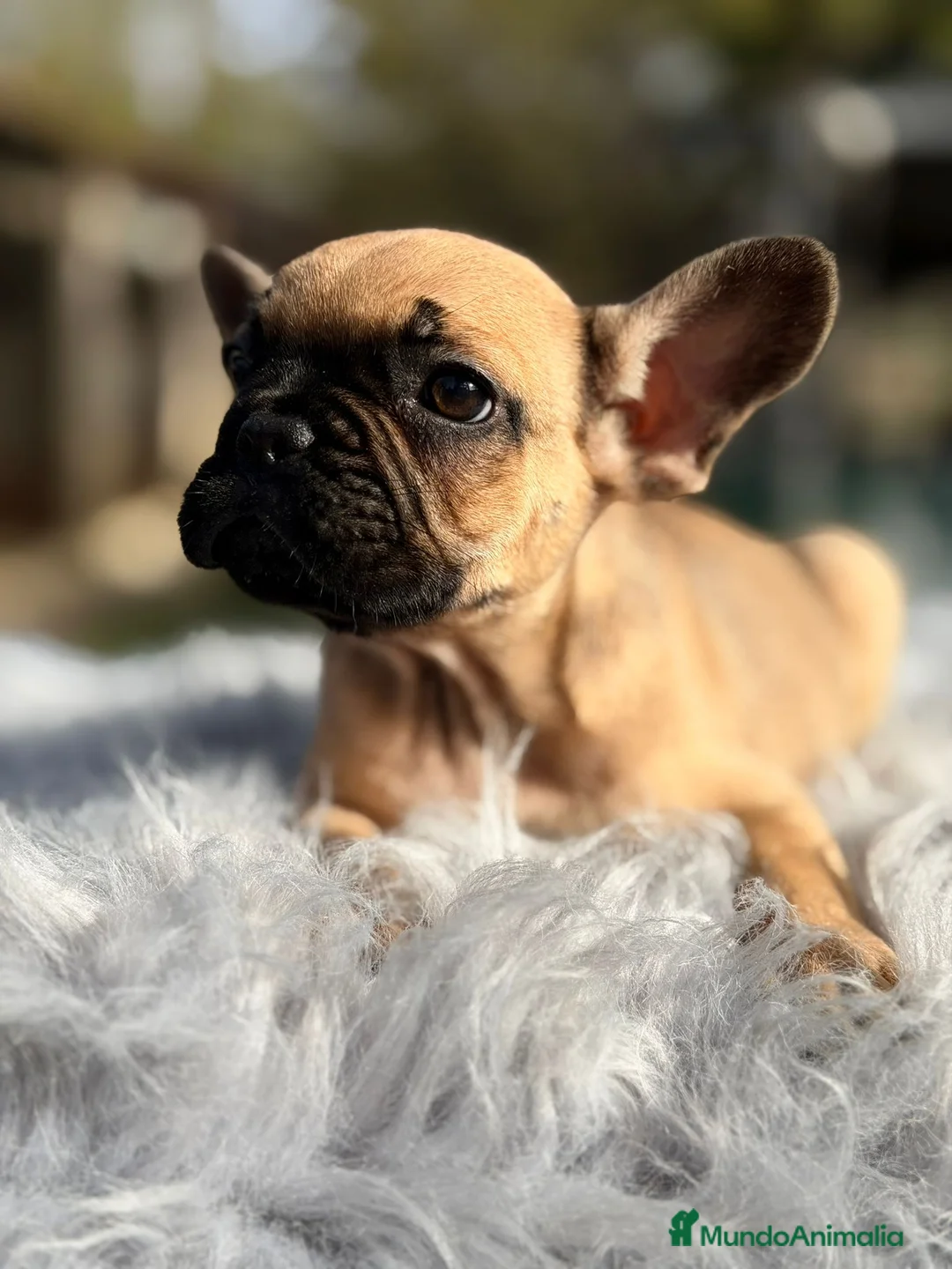 Bulldog Francés perros en venta: Bulldog francés fawn - Anuncio 1