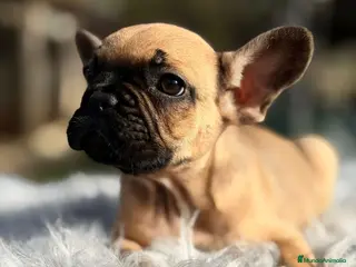Bulldog Francés perros Bulldog francés fawn - Anuncio 8