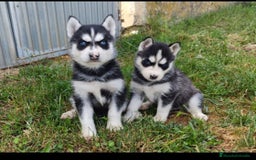 Husky Siberiano perros en venta: Cachorros de husky - Imagen 1