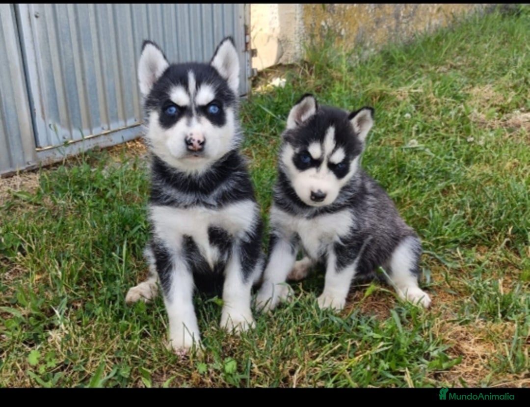 Husky Siberiano perros en venta: Cachorros de husky - Imagen 1