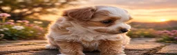 Maltipoo perros en venta: Maltipoo machos  - Anuncio 7