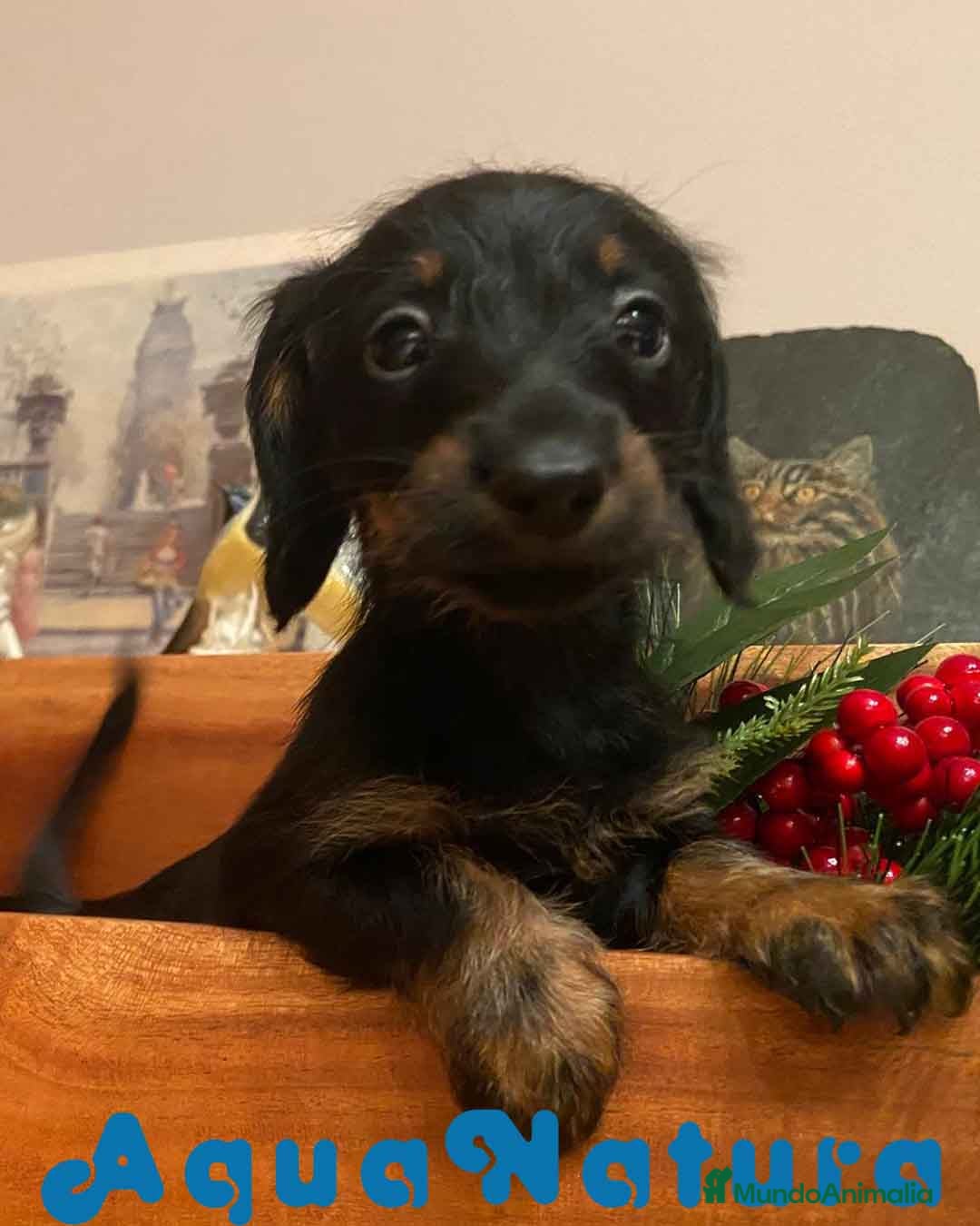 Teckel Miniatura perros Teckel Hembra de Kily y Luisiño 1756 AQUANATURA - Anuncio 1