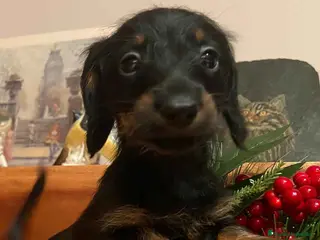 Teckel Miniatura perros Teckel Hembra de Kily y Luisiño 1756 AQUANATURA - Anuncio 20