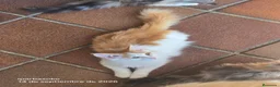 Bosque de Noruega gatos en venta: Bosques de Noruega  - Anuncio 17