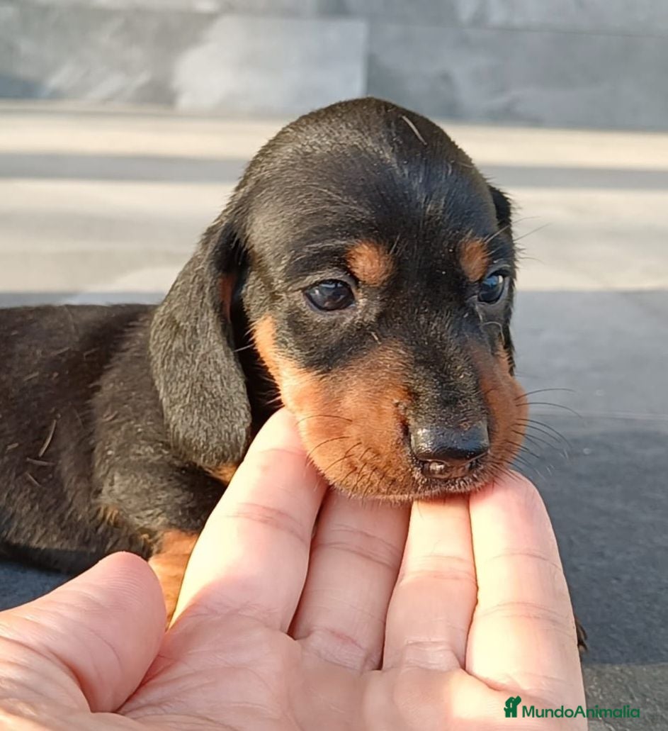Teckel Miniatura perros Teckel mini  - Anuncio 1