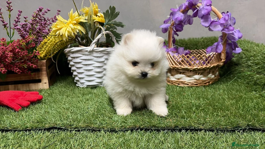 Pomerania perros en venta: Pomerania osito hembra !!!!! - Anuncio 10