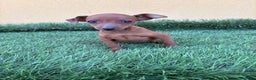 Pinscher Miniatura perros en venta: Machos y hembras Pinscher miniatura toy  - Anuncio 5