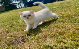 Británico de Pelo Corto gatos en venta: Cachorro british  - Imagen 1
