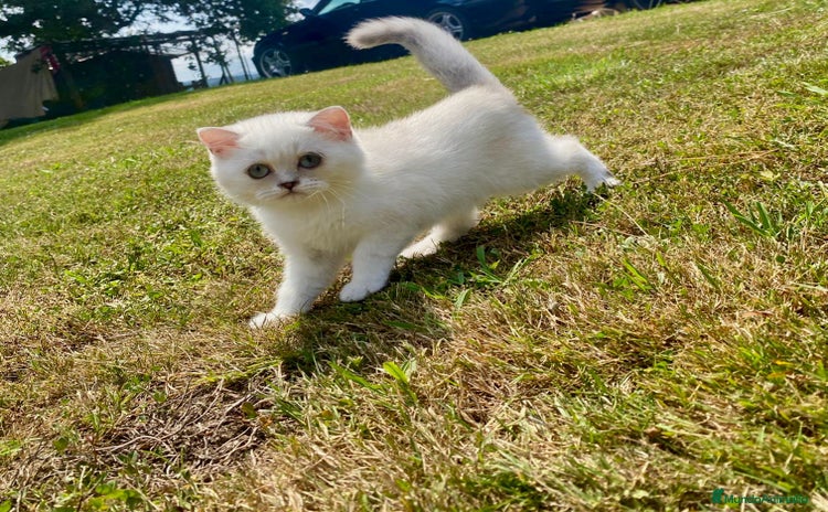 Británico de Pelo Corto gatos - Anuncio 6