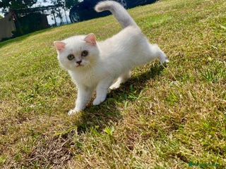 Británico de Pelo Corto gatos - Anuncio 27
