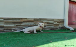 Jack Russell Terrier perros en venta: JACK RUSSELL - Imagen 2