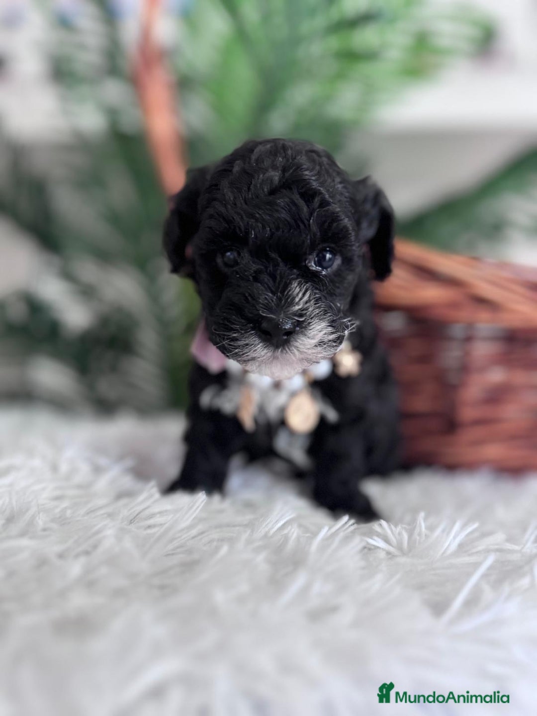 Caniche Toy perros en venta: CANICHE TOY - Anuncio 1