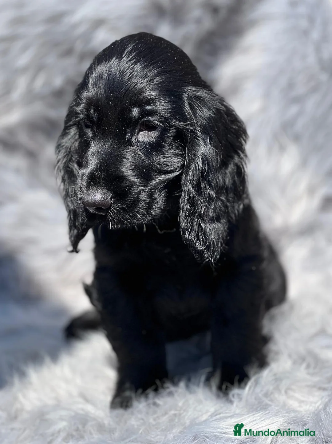 Cocker Spaniel Inglés perros en venta: Cocker inglés negro en Barcelona - Anuncio 2