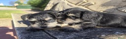 Schnauzer Miniatura perros en venta: Schnauzer Cachorros negro plata - Anuncio 3