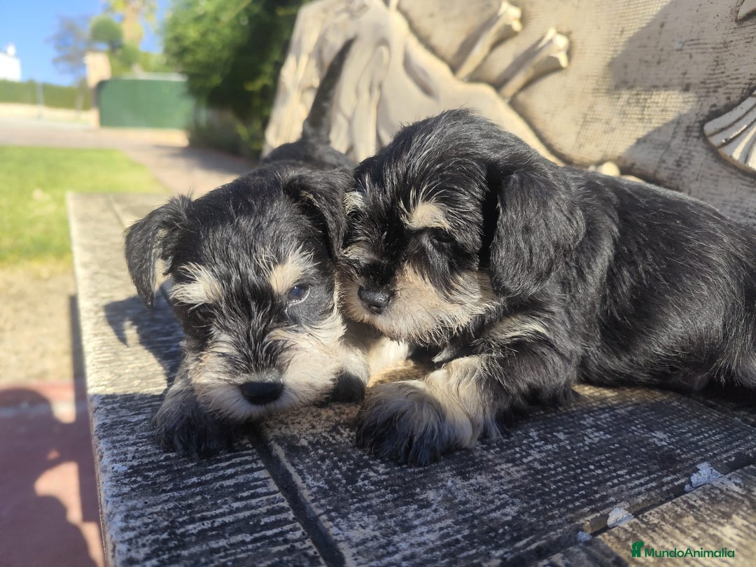 Schnauzer Miniatura perros en venta: Schnauzer Cachorros negro plata - Anuncio 3
