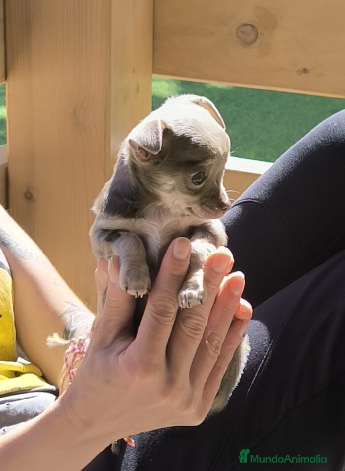 Chihuahua perros Chihuahua hembra Toy lilac - Anuncio 3
